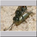 Alysson spinosus - Grabwespe w02b 8mm mit Zikade.jpg